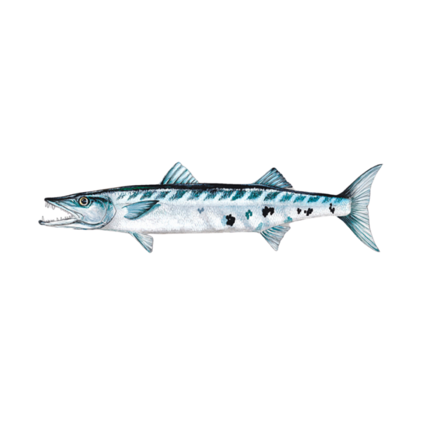 Barracuda