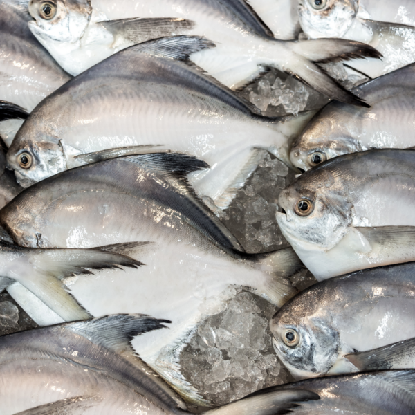 Butter Fish