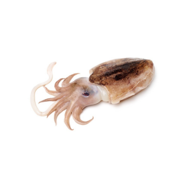 CuttleFish