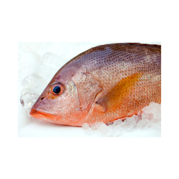 Red Snapper