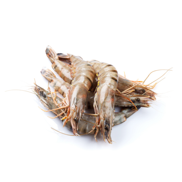 Tiger Prawn