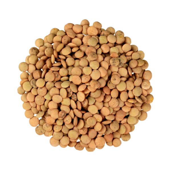 Lentils